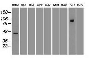 MYO18A antibody