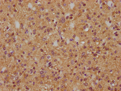 MYO18A antibody