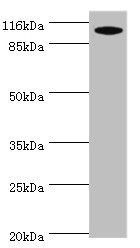 MYO19 Antibody