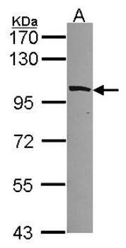 MYO1B antibody