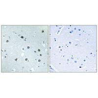 MYO1D antibody