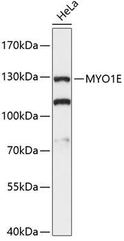 MYO1E antibody
