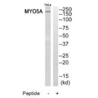 MYO5A Antibody