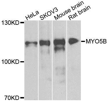 MYO5B antibody