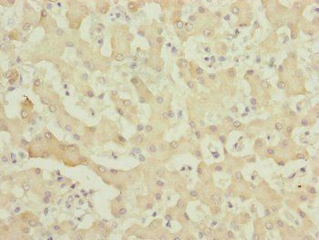 MYO5B Antibody
