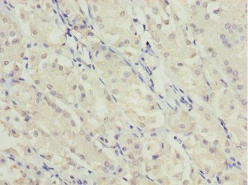 MYO5C antibody