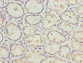 MYO5C Antibody