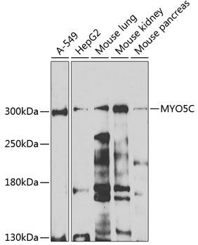 MYO5C antibody