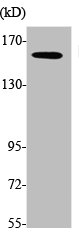 MYO6 antibody