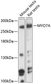 MYO7A antibody