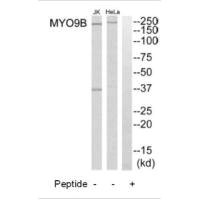 MYO9B antibody