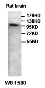 Myocardin Rabbit Polyclonal Antibody