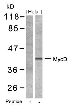 MyoD (Ab-200) Antibody