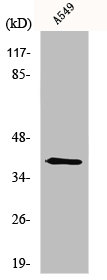 MYOG antibody