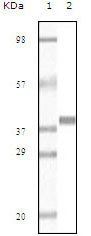 Myoglobin Antibody