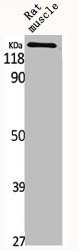 MYOM2 antibody