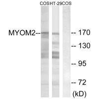 MYOM2 antibody