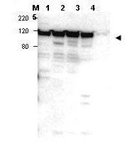 Myosin 1G antibody