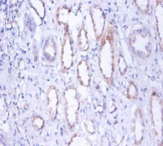 MYH9 Antibody