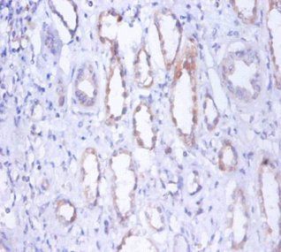 Myosin-9 antibody