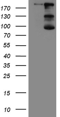 Myosin (MYL4) antibody