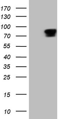 Myosin (MYL4) antibody