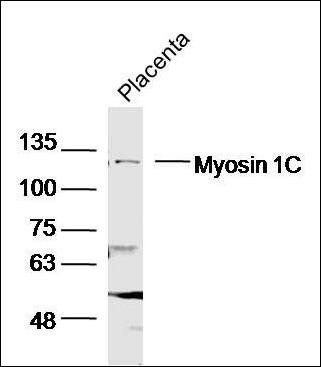 Myosin 1C antibody