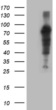 Myostatin Propeptide (MSTN) antibody