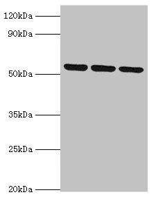 MYOT antibody