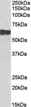 Goat anti-myotilin (aa209-221) Antibody