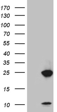 Myotilin (MYOT) antibody