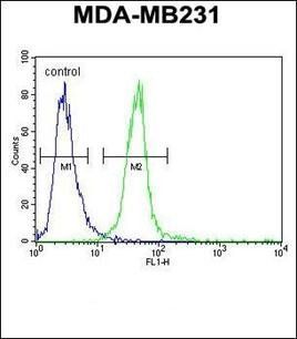 MYOZ1 antibody