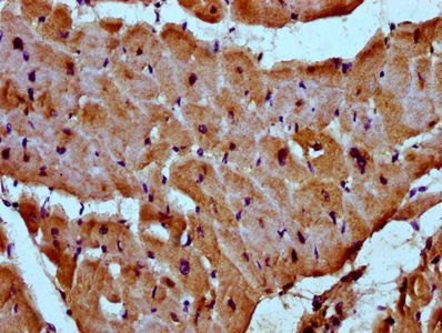 MYOZ2 Antibody