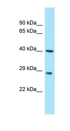 MYOZ3 antibody