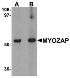 MYOZAP Antibody