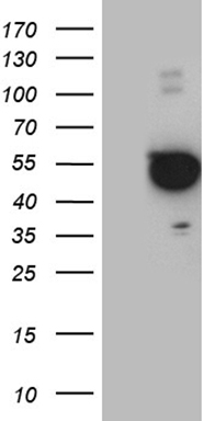 Myozenin 1 (MYOZ1) antibody