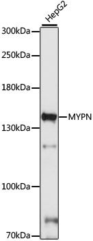 MYPN antibody