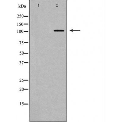 MYPT1 (Phospho-Thr853) antibody