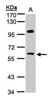 MYPT3 antibody