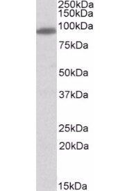 Goat anti-MYRIP / SLAC2C Antibody