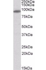 MYRIP antibody