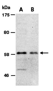 MYST1 antibody