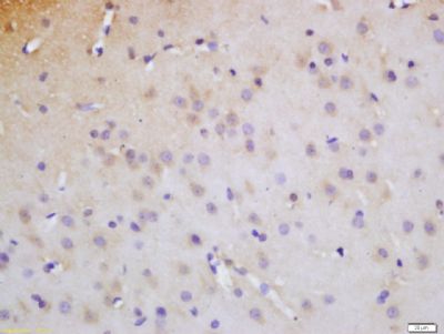 Myt1 (phospho-Ser83) antibody