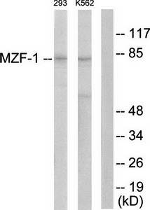 MZF-1 antibody