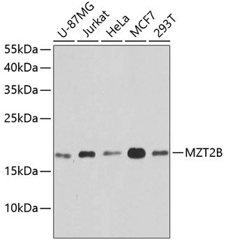 MZT2B antibody