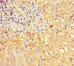 PGLYRP2 Antibody