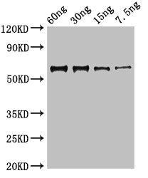 N antibody