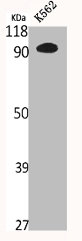 N4BP1 antibody