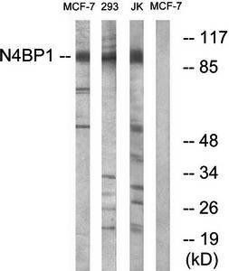 N4BP1 antibody