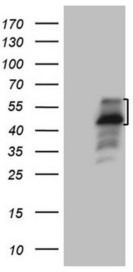 N4BP2L2 antibody
